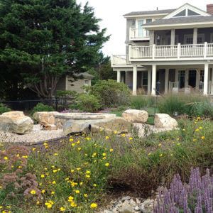 Landscape Architecture Design with Catmint and yellow flowers in front of house in Charlestown, RI
