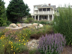 Bioswale with purple and yellow flowers in front of house