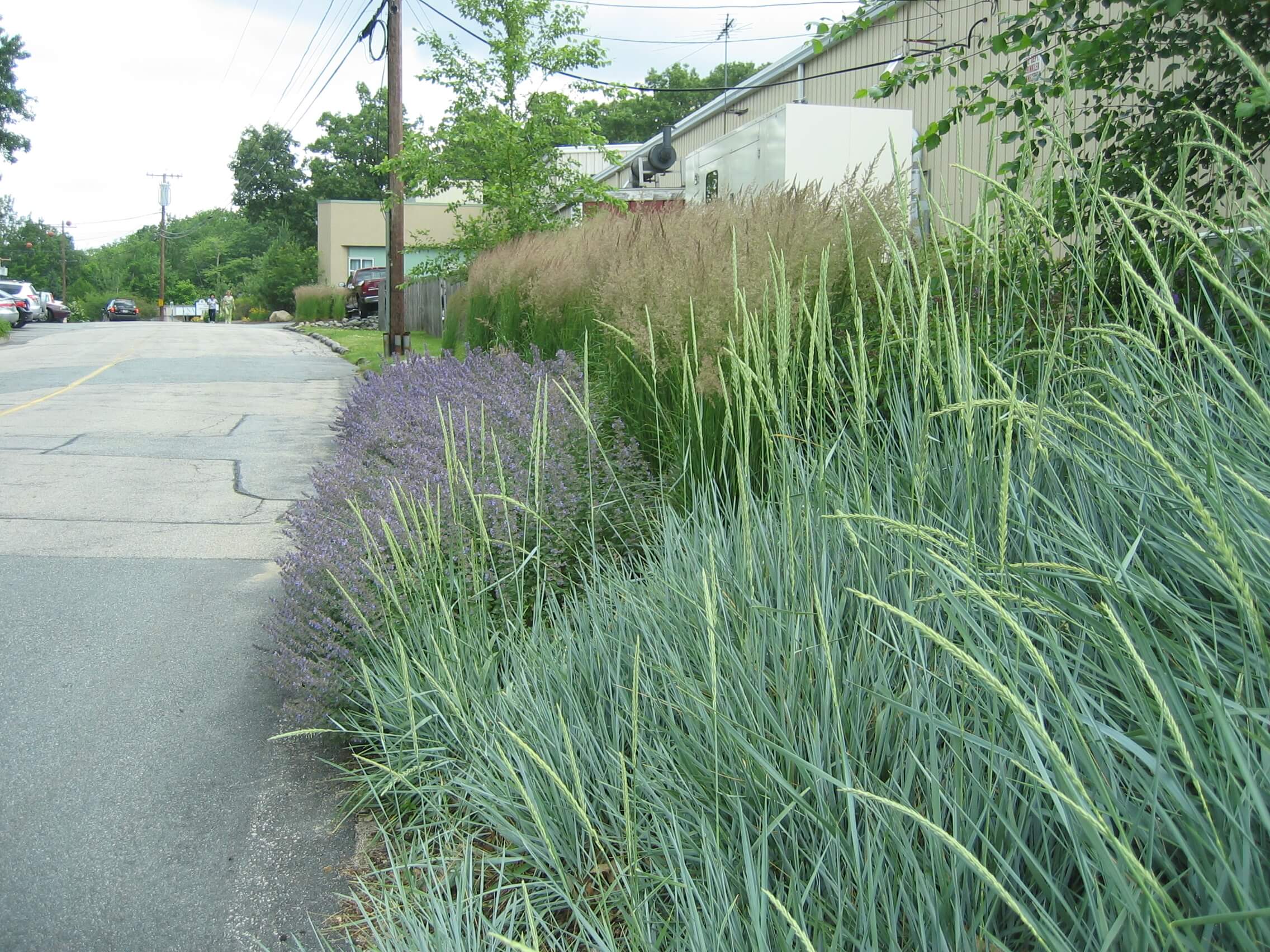 Embankment with Ornamental Grasses and groundcovers