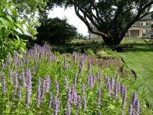 Bed of lavender hyssop in front of large tree