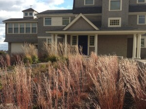 Little Bluestem grasses at Front Entrance of coastal estate, Charlestown, Rhode Island