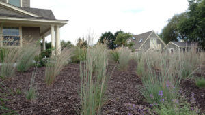 Ornamental Grasses at estate in Charleston, Rhode Island