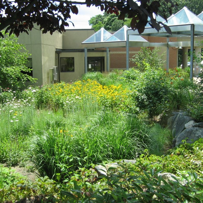 Kent Hospital's Breast Health Center Healing Rain Garden With Native Flowers, Grasses, Shrubs And Trees.