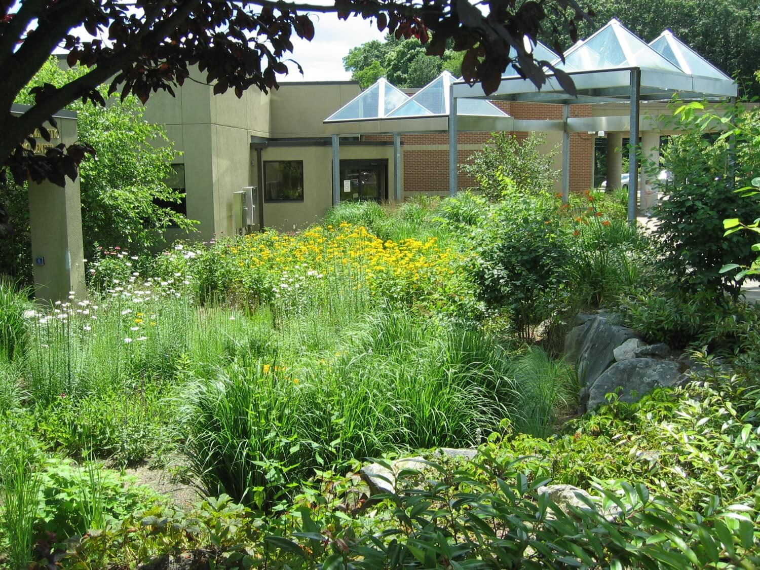 Kent Hospital's Breast Health Center healing rain garden with native flowers, grasses, shrubs and trees.
