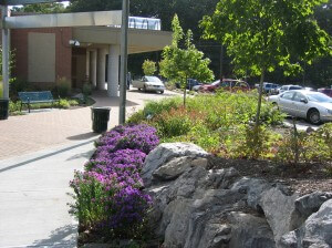 Ledge rock with native plantings including purple aster in front of Kent Hospital Emergency Department
