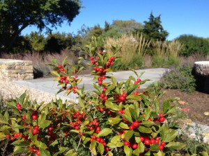 Winterberry in front of ornamental grasses