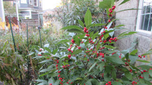 Red berry bush