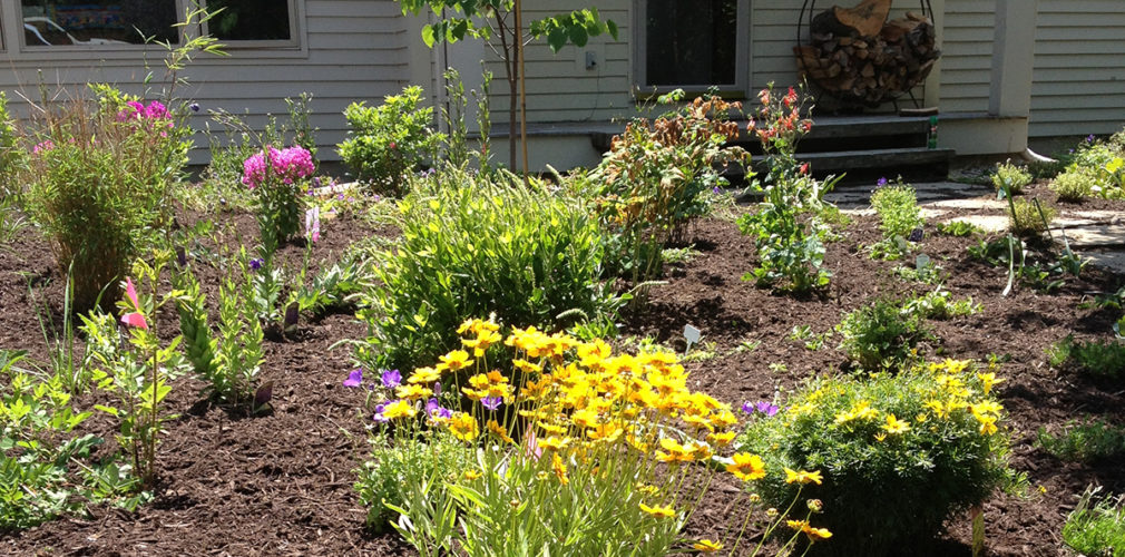 Front Yard Planting With Yellow And Pink Flowers In Montague, MA