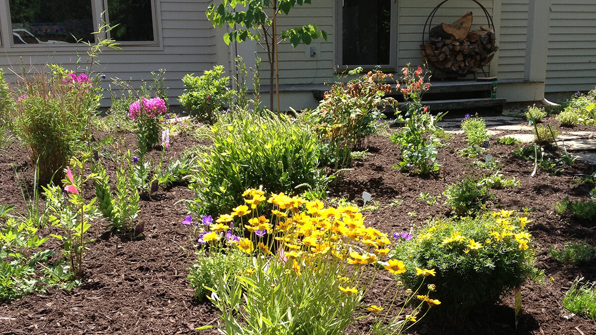 Front yard planting with yellow and pink flowers in Montague, MA