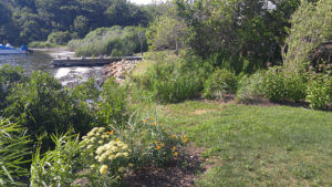 Beach front with native plantings in South Kingston, Rhode Island