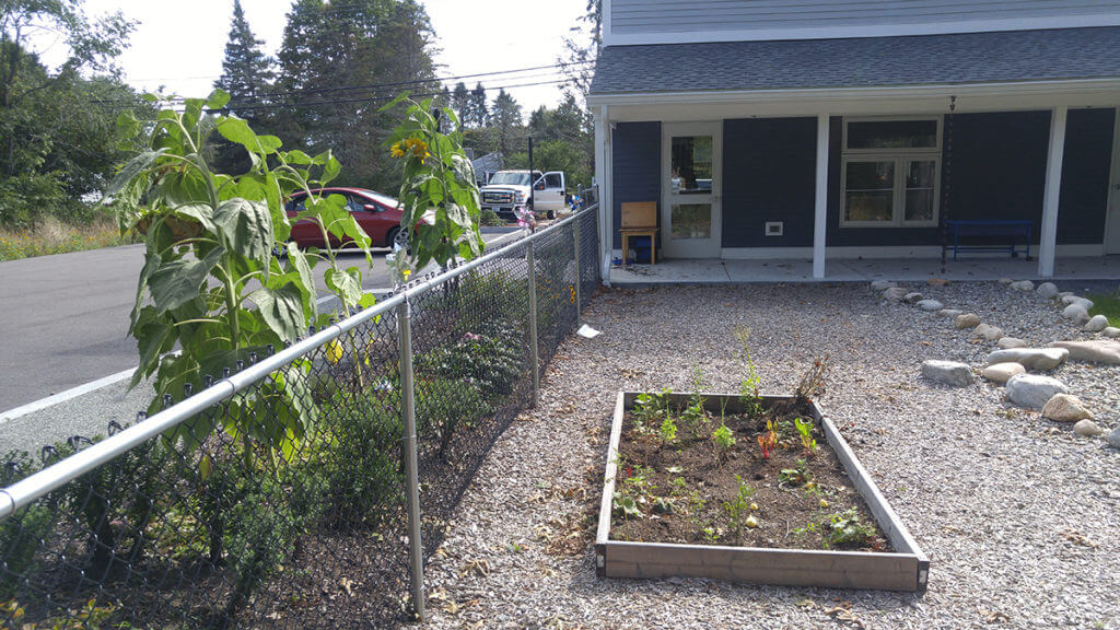 Sunflowers and small vegetable garden