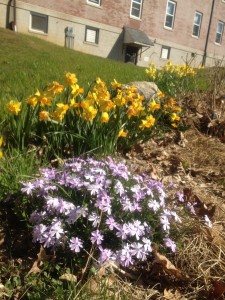 Daffodils and purple phlox