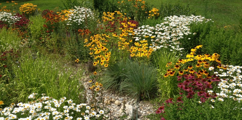 Native Flower Meadow With Various Types Of Daisies