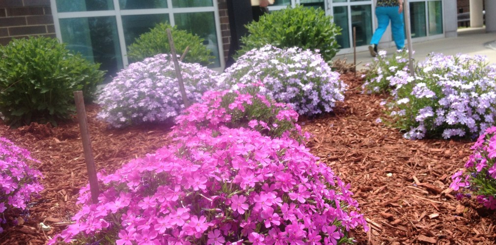 Entry Garden With Pink And Purple Flowers At VA Connecticut Healthcare System, Newington, CT