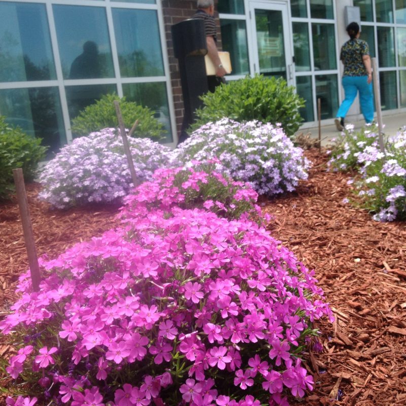 Entry Garden With Pink And Purple Flowers At VA Connecticut Healthcare System, Newington, CT
