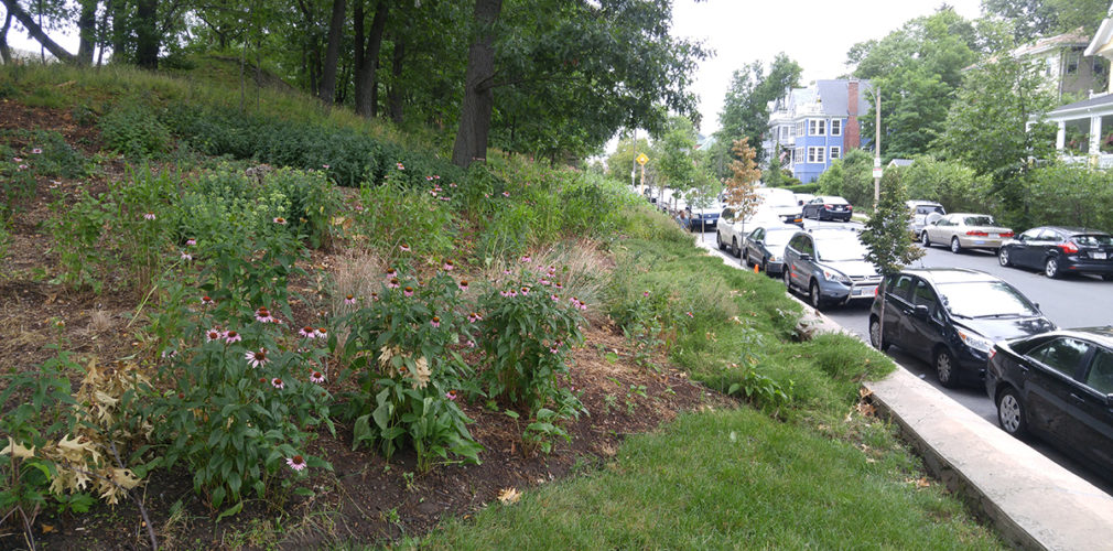 Native Plantings By The Sidewalk