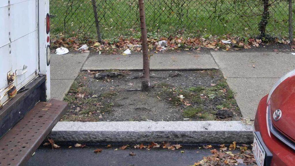 Curb and tree on sidewalk