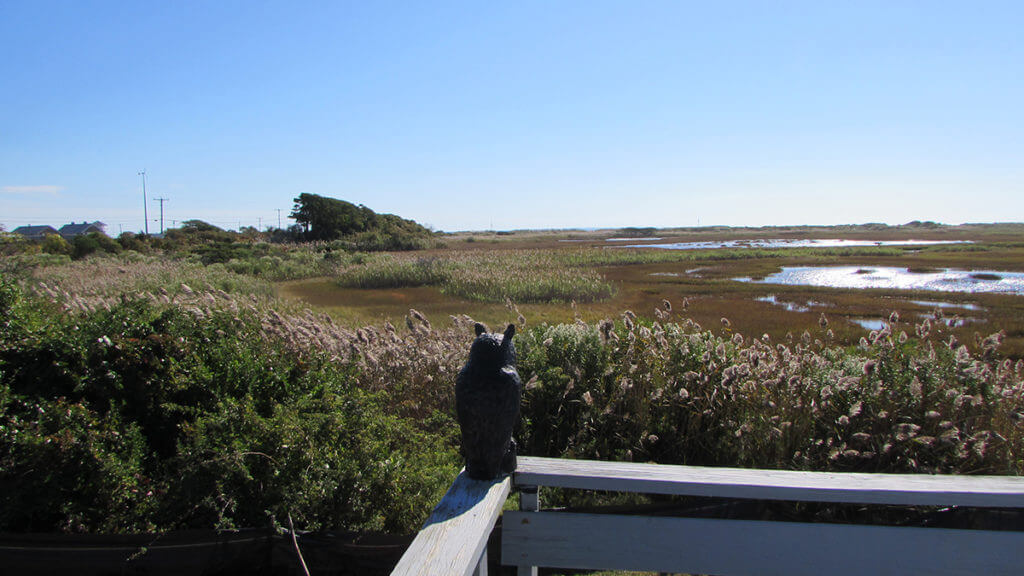 View of Marsh from porch with owl statue