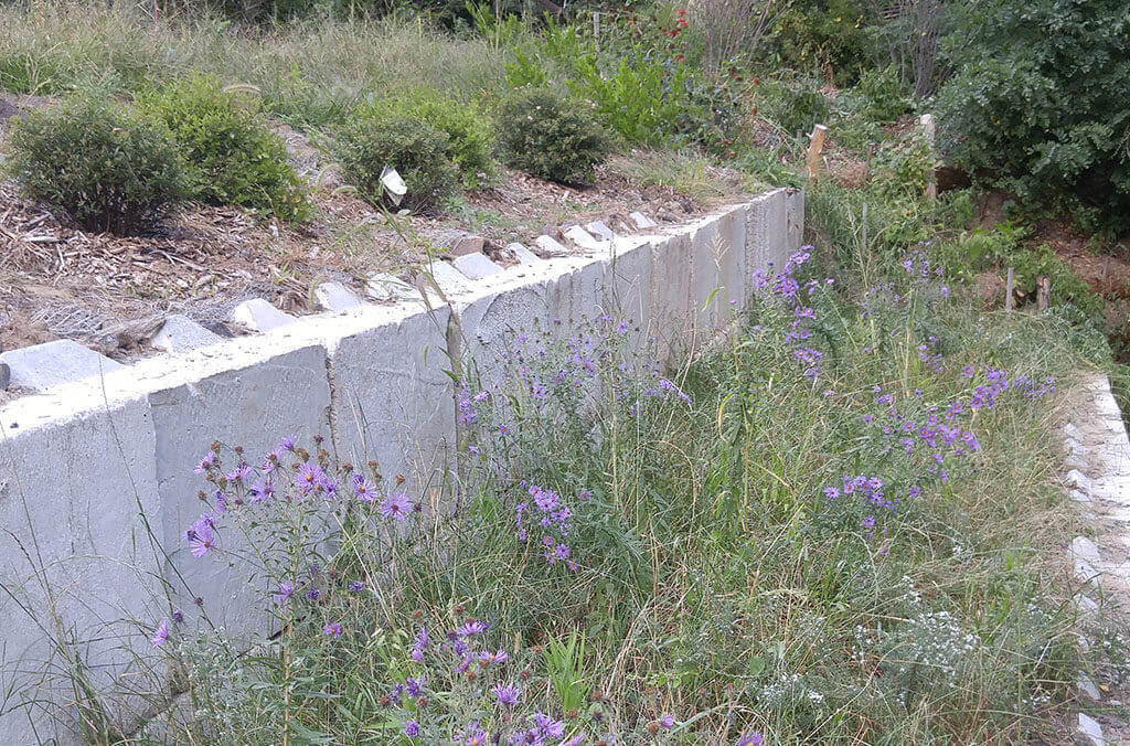 Native plantings with purple flowers on slope