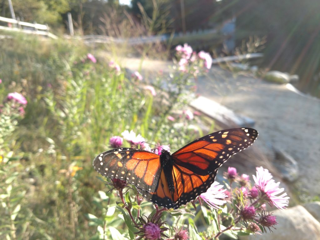 Butterfly in meadow