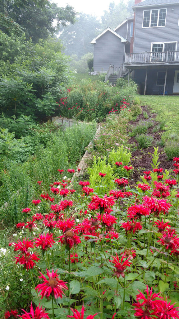 Red Flowers in foreground showing slope stabilization and house in backround