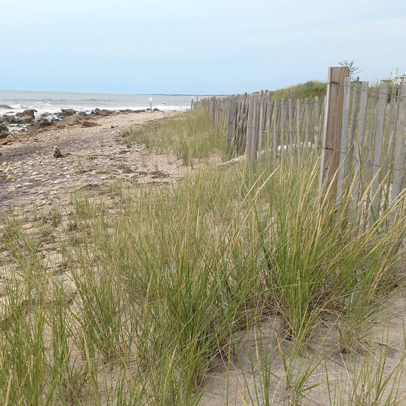 Shoreline & Slope Stabilization: Beach Shoreline With Dune Grasses