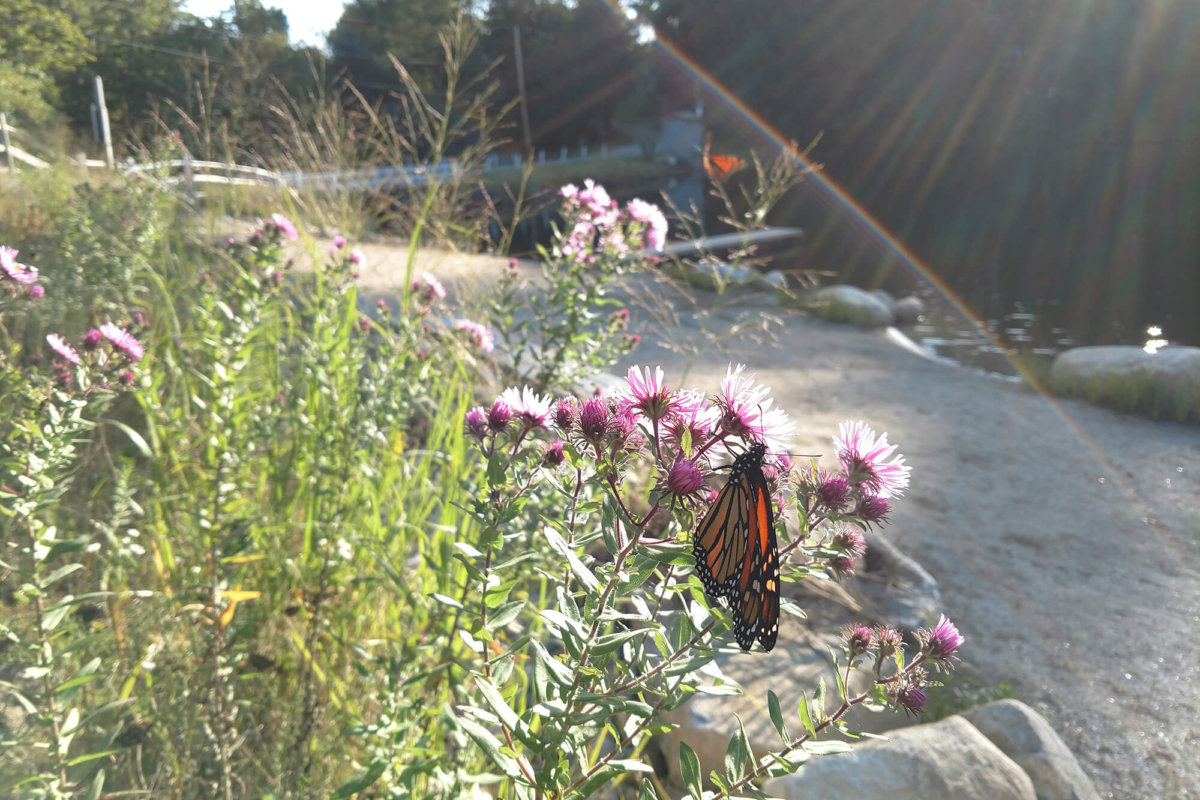Shoreline & Slope Stabilization: New England Aster Bush With Butterfly