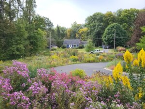 wildscaping the story